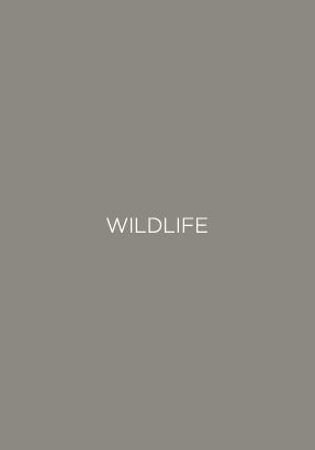 Wildlife